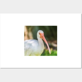 American white ibis of Blossom Trail Posters and Art